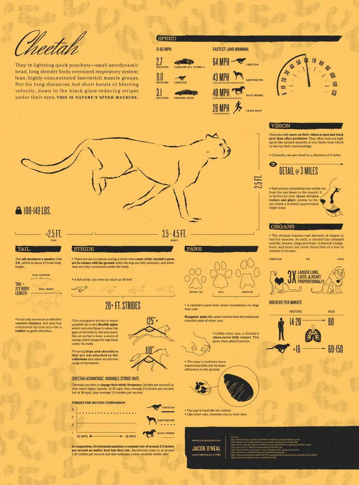 Cheetah: nature’s speed machine infographic
