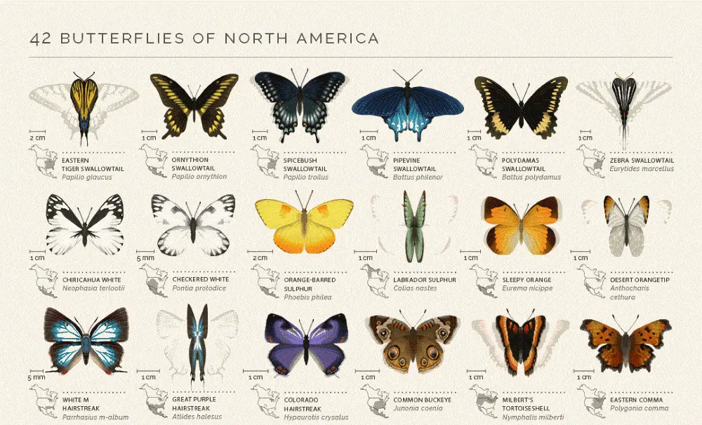 42 butterflies of north america infographic