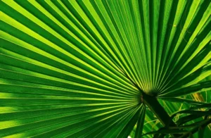 Green color branding