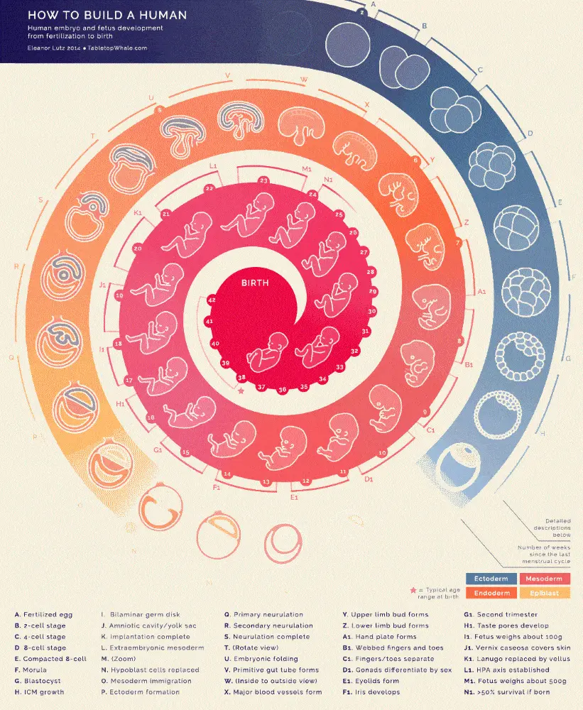 How to build a human infographic