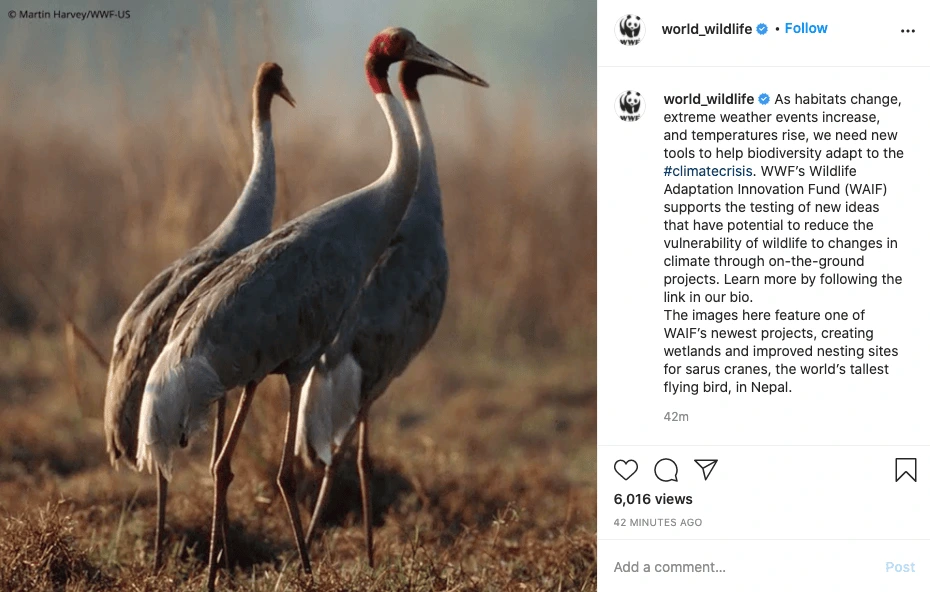 World Wildlife Fund Instagram screenshot